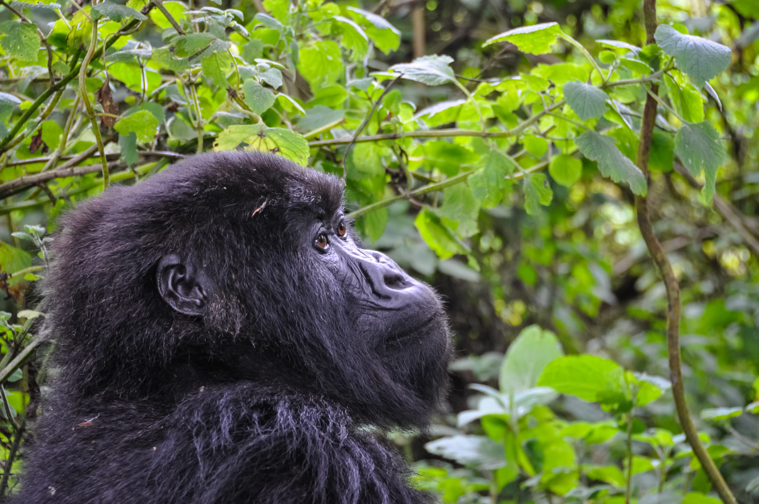 Bwindi Impenetrable Forest